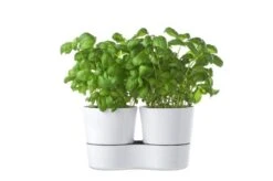 Mepal – Kruidenpot Twin - Wit – Automatische Bewatering – Altijd Verse Kruiden In De Keuken – Ook Geschikt Voor Planten -Huishoudelijke Winkel 1200x799 17